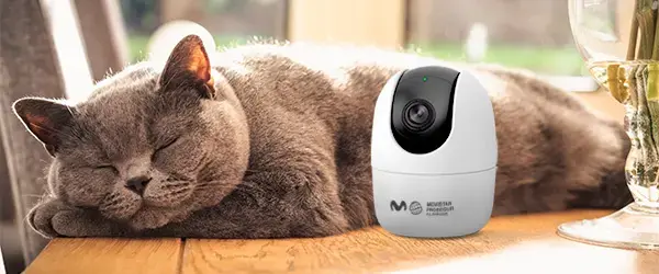 Gato con Camara móvil garantía de tranqulidad Gato con Camara móvil garantía de tranqulidad