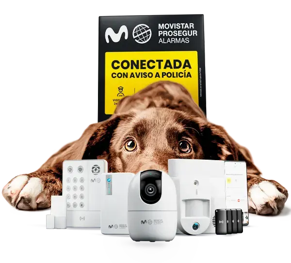 Bodegón de alarma con mascotas Bodegón de alarma con mascotas