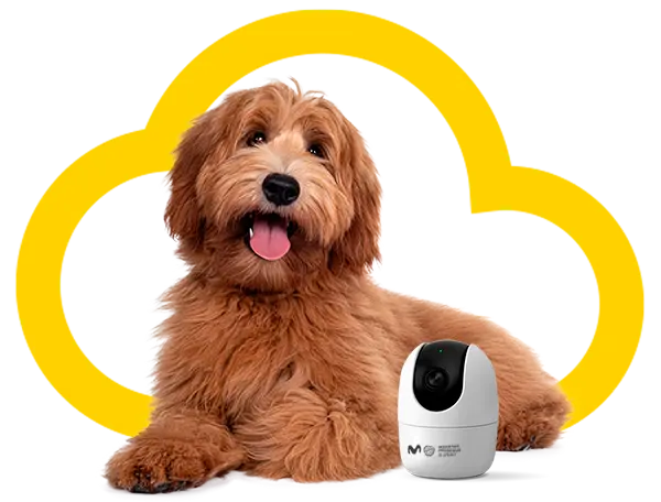 Alarmas para mascotas con tecnología PetReady Perro posando con cámara de videovigilancia con tecnología PetReady